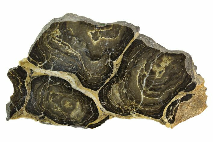 Polished Stromatolite (Acaciella) from Australia - Million Years #129146